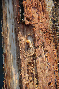蛆微小的洞蛀虫幼生活在松树皮下常见的家具甲虫白色的蛀幼生活在松树皮下害虫背景图片