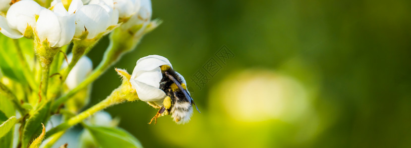 欧洲黑色的动物群蜜蜂消失在白玫瑰中蜜蜂授粉花昆虫在宏观封闭中自然背景图片
