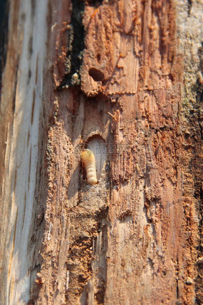 损害动物群自然蛀虫的幼生活在松树皮下常见的家具甲虫蛀的幼生活在松树皮下害虫图片