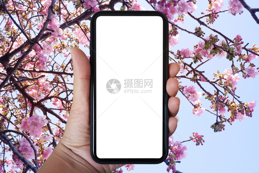 空的白使用智能手机对sakura花和天空背景复制间使用智能手机将电话垂直握在紧近手上嘲笑图片