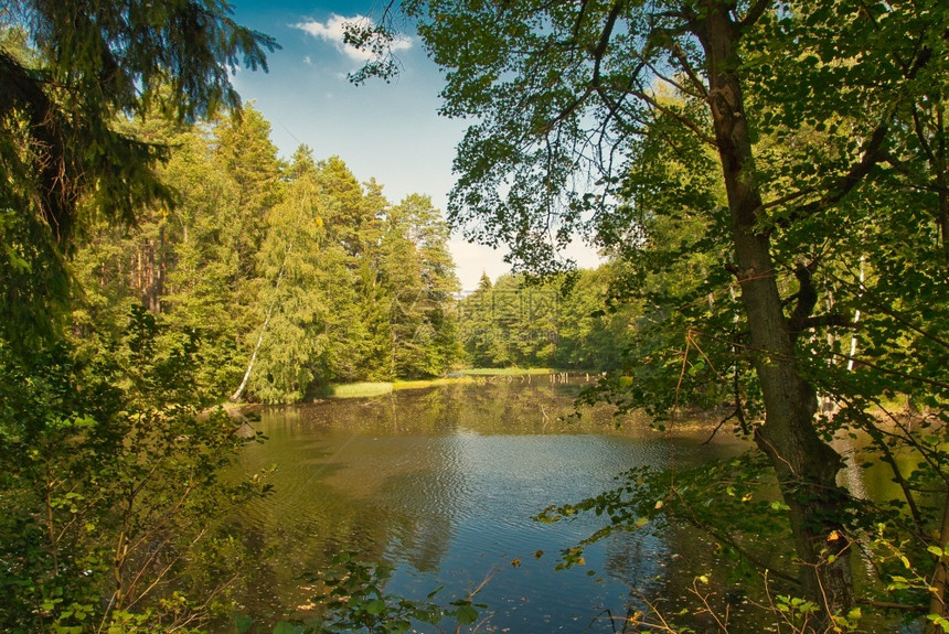 水平的风景中森林湖河岸长得太宽树木在蓝色天空下生长夏季有白云波兰银行图片