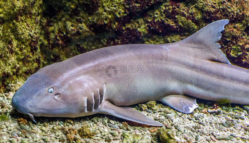 水族馆近端的棕带竹鲨来自非海洋的热带鱼类北海种生活图片