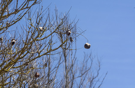 分支春天的蓝花楹树与种子胶囊对抗蓝天春的花楹树与种子胶囊陈年植物群图片