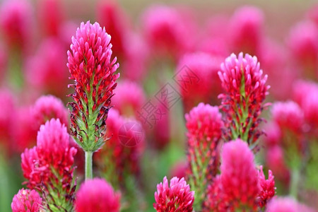 美丽的粉色田野中美丽盛开的红色花朵天然多彩背景野花图片