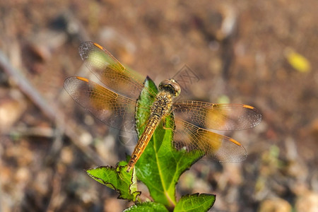 叶上的黄色龙翅大眼自然界中的大型眼睛摄影生活身体图片