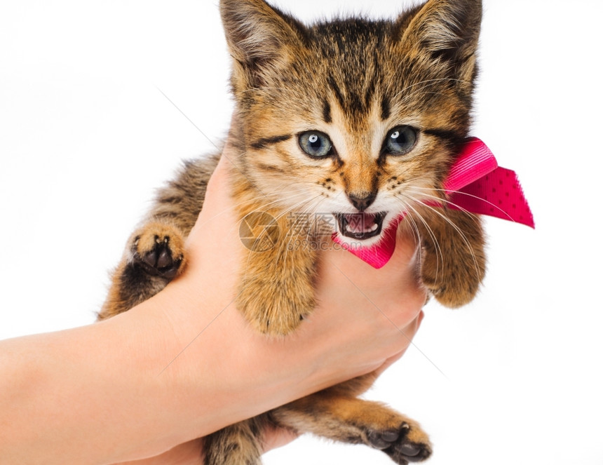 晶须猫科动物工作室小条纹的猫带丝在女方的手孤立在白色上图片