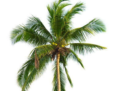 田园诗般的户外白背景隔离的绿椰子棕榈王冠图片