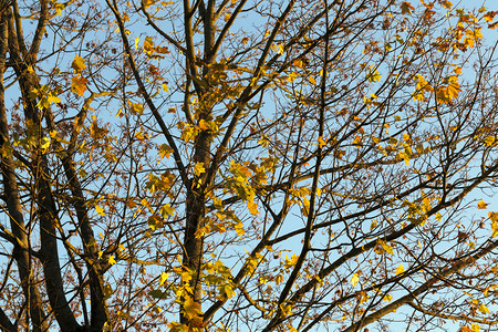 秋季的绿树黄和色叶子的树枝黄重点美丽橙图片