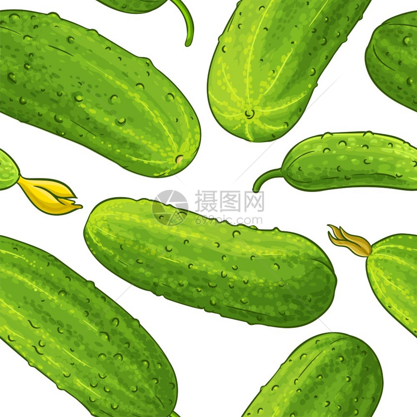 白背景黄瓜蔬菜图案的自然绘画植物图片