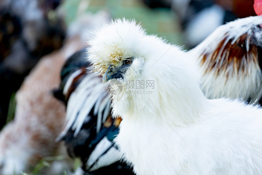 花园家禽农场里紧闭着一只毛绒丝绸鸡的肖像可爱图片