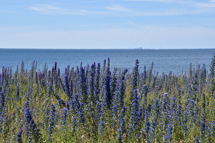 粗俗的臭虫地平线紧靠海岸的布花蓝草图片