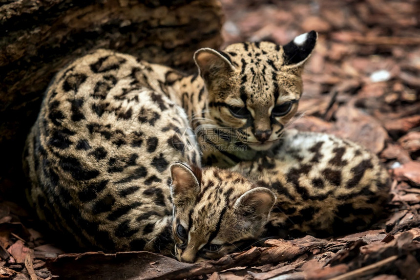 豹玛尔盖莱奥帕杜斯威迪母猫和小马加伊互相拥抱丛林热带图片