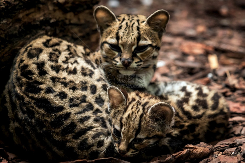 玛尔盖莱奥帕杜斯威迪母猫和小马加伊互相拥抱婴儿森林猫科动物图片