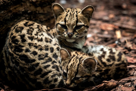 玛尔盖莱奥帕杜斯威迪母猫和小马加伊互相拥抱婴儿森林猫科动物图片