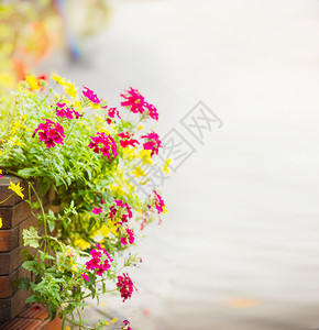在街上路面背景的花棚上朵选择焦点模糊束天竺葵花的图片