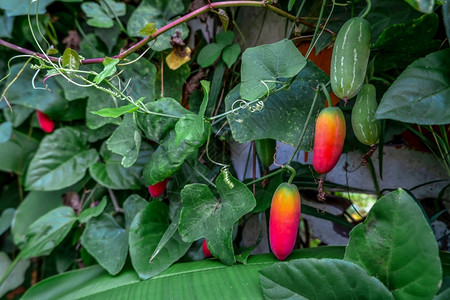 健康常春藤金瓜Cocciniagrandis植物的成熟果实蔬菜生长图片