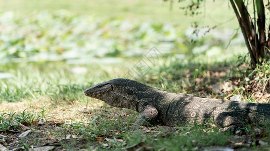 亚洲人公园泰国巨型水监测器蜥蜴或泰国水监测仪自然图片