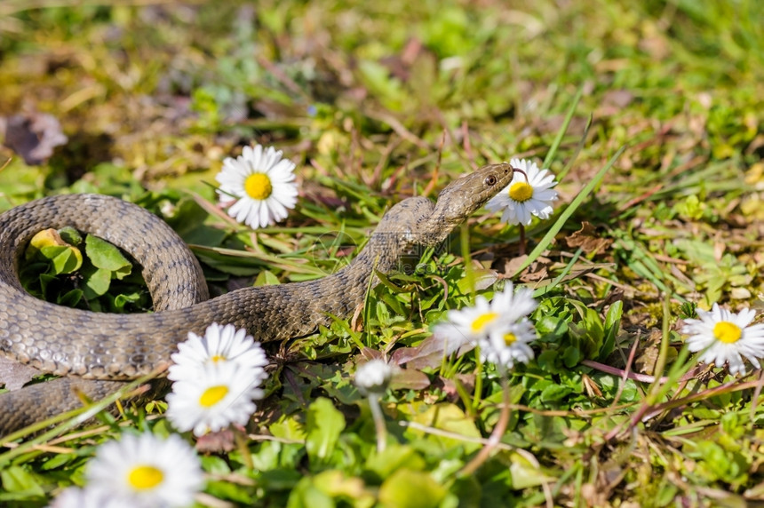 毒蛇在草地上和菊花一起危险的阿斯皮常见图片