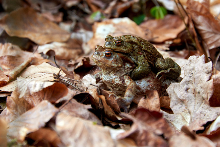 配种爱青蛙迁移到森林中的湖泊福利图片