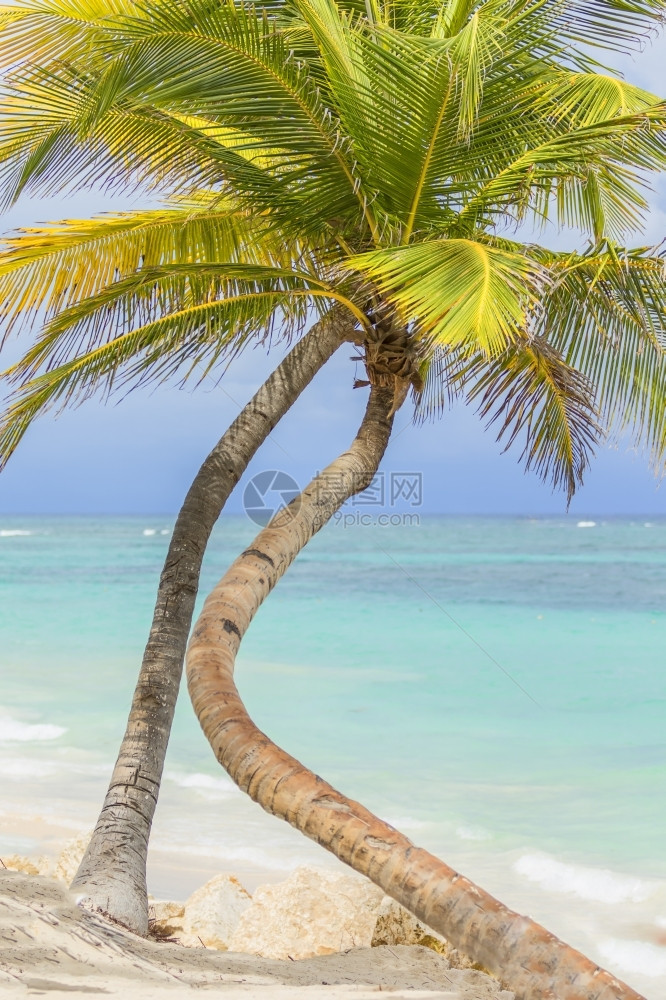 原始的景观海洋热带加勒比滩上的棕榈树图片