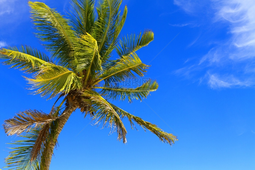 蓝色的刮风热带加勒比海滩上的棕榈树阳光照射图片