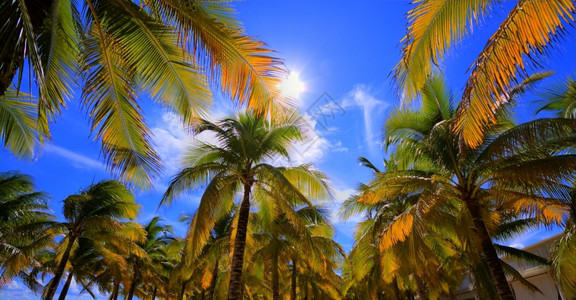 岛原始的蓝色热带加勒比海滩上的棕榈树图片