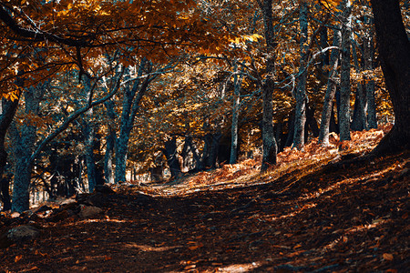 季节西班牙秋天栗林的路径温暖色彩环境棕图片