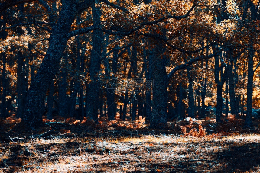 西班牙秋天栗林的路径温暖色彩落下人行道阳光图片