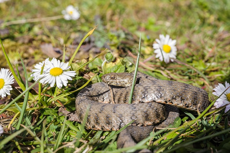 毒蛇在草地上和菊花一起山毒野生动物图片