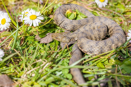 毒蛇在草地上和菊花一起咬分叉的毒液图片