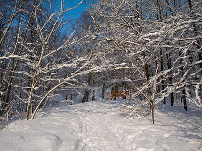 经过欧洲冬季寒无雨的森林由深蓝天空和行走轨积雪覆盖寒冷的图片