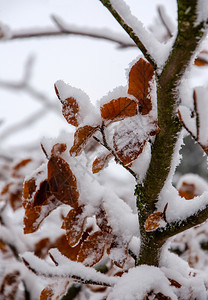 树枝上被雪覆盖的落叶图片