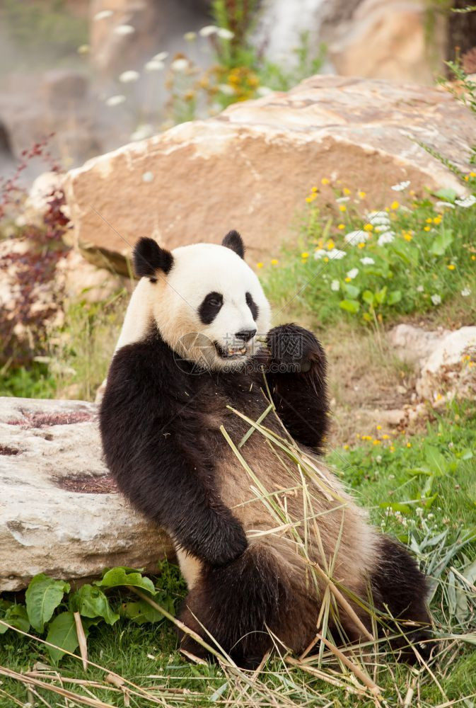 芽美乐家人大型熊猫坐在动物园吃竹子图片