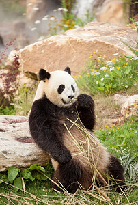 芽美乐家人大型熊猫坐在动物园吃竹子高清图片
