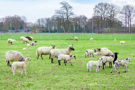 白羊群和绵在绿欧洲草原上地荷兰时间图片