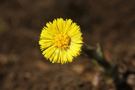 谦虚的款冬药草春天的花早黄款冬春天的花早黄药用植物群金的背景