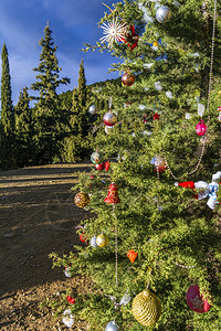 乡村的季节诺埃尔自然背景下森林中装饰的圣诞树森林中装饰的圣诞树图片