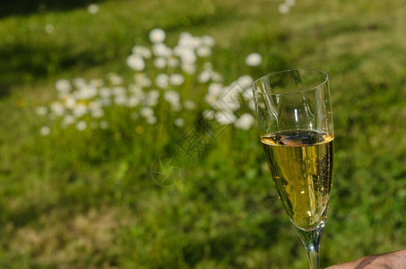 爱周年纪念日浪漫玻璃杯和香红酒背景是模糊的绿草和白色花朵图片