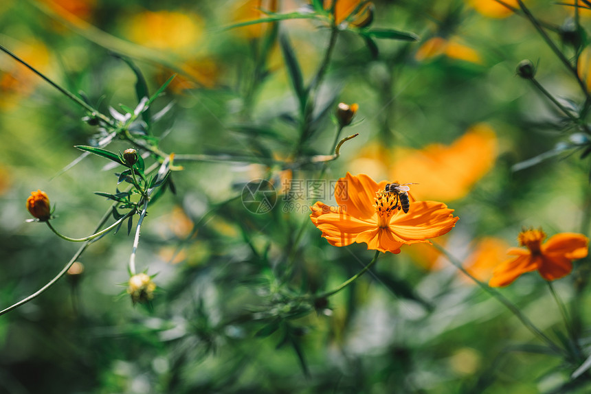 绽放夏天橙色春花与蜜蜂园图片