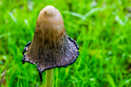 来自欧洲和美的FungiSpecie蘑菇松毛揭开帽钟鸡腿菇假发图片