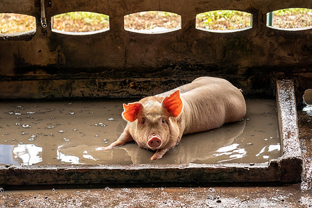 食物猪养场业的幼家畜亚洲图片