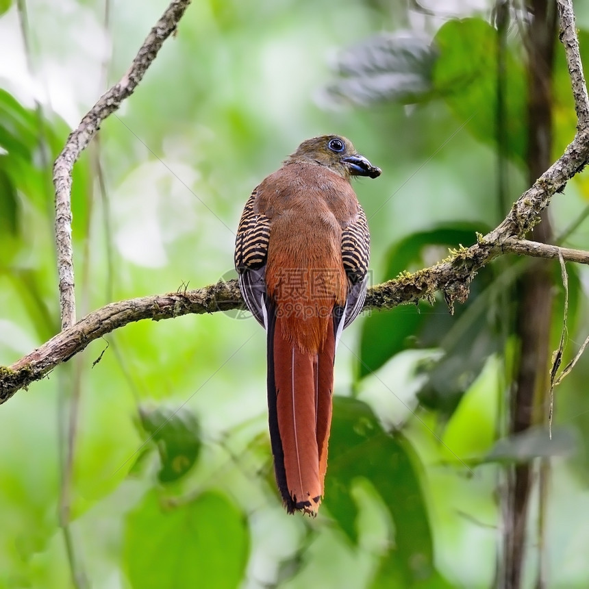 动物森林女一只雌橙状Trogon鸟哈帕克特斯或马基诺背面情况在喂食季节拍摄图片