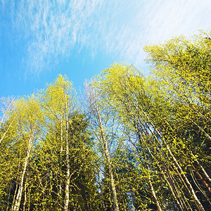 树晴天自然夏季BirchForestBirch森林和蓝天空背景图片