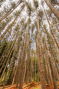 森林树木景观荒野绿色奥尔洛夫图片