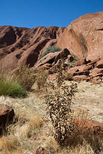 209年8月澳大利亚北部领土Uluru之景209年8月土著树云图片