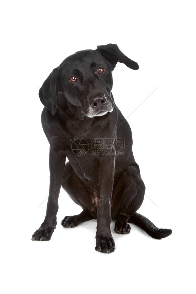 黑色的混合品种狗坐着孤立在白色背景上细心朋友图片