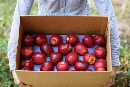 生活干燥颜色农场新鲜的苹果图片