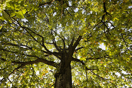 季节秋树上叶多彩秋日初或中的天气晴朗树叶多彩死的灰色图片