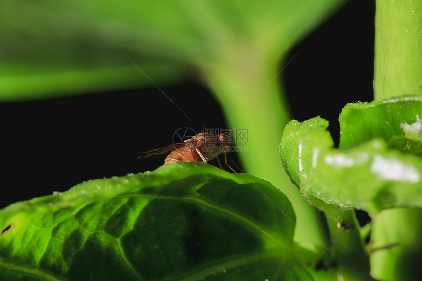 美丽的树叶Syrphidae是在叶子上的自然漏洞图片