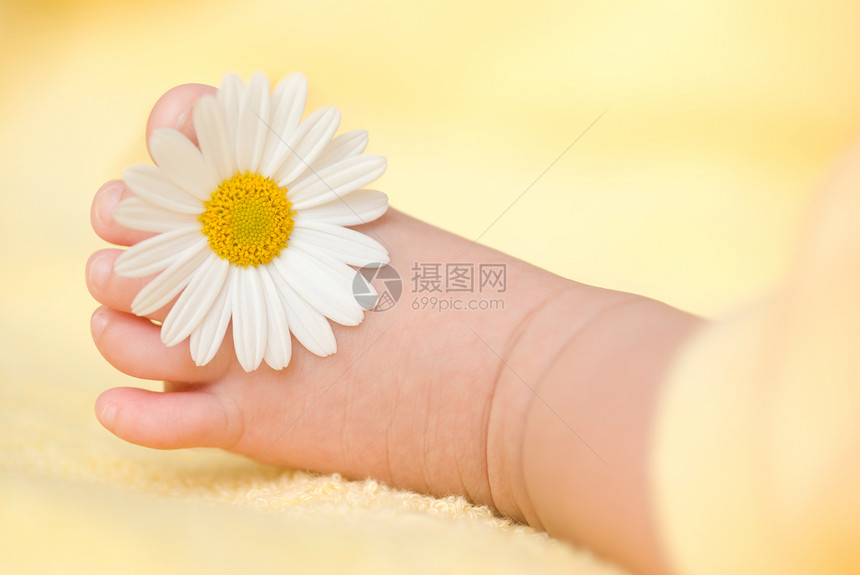 可爱的婴儿脚带小白菊花甜的微雏菊图片